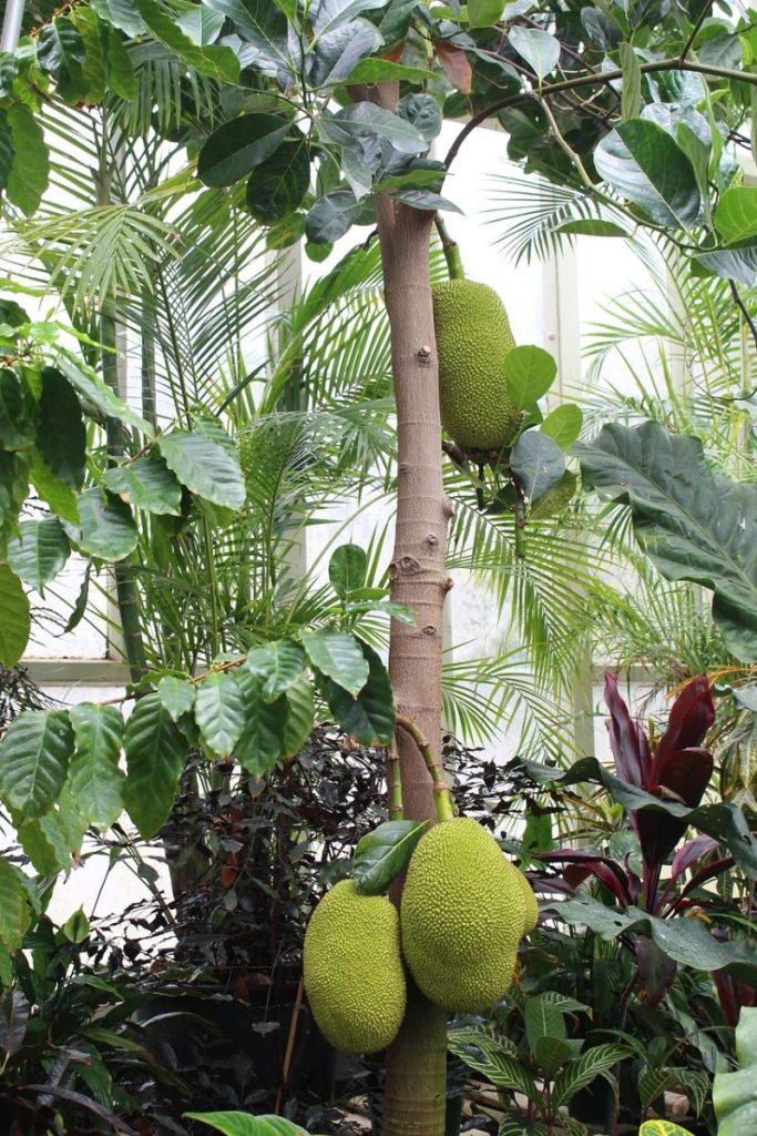 durian, jack fruit, tree, botanical garden, new zealand, auckland, green, nature, garden, exotic, plant, botany, fruit, tropical, jack fruit, jack fruit, jack fruit, jack fruit, jack fruit
