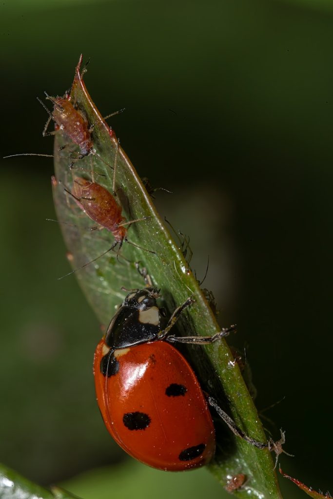 a close up of a bug on a leaf