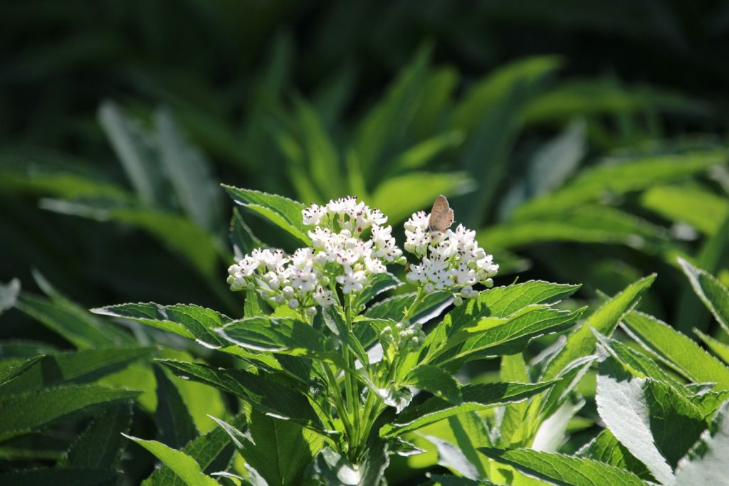 a butterfly sitting on top of a white flower