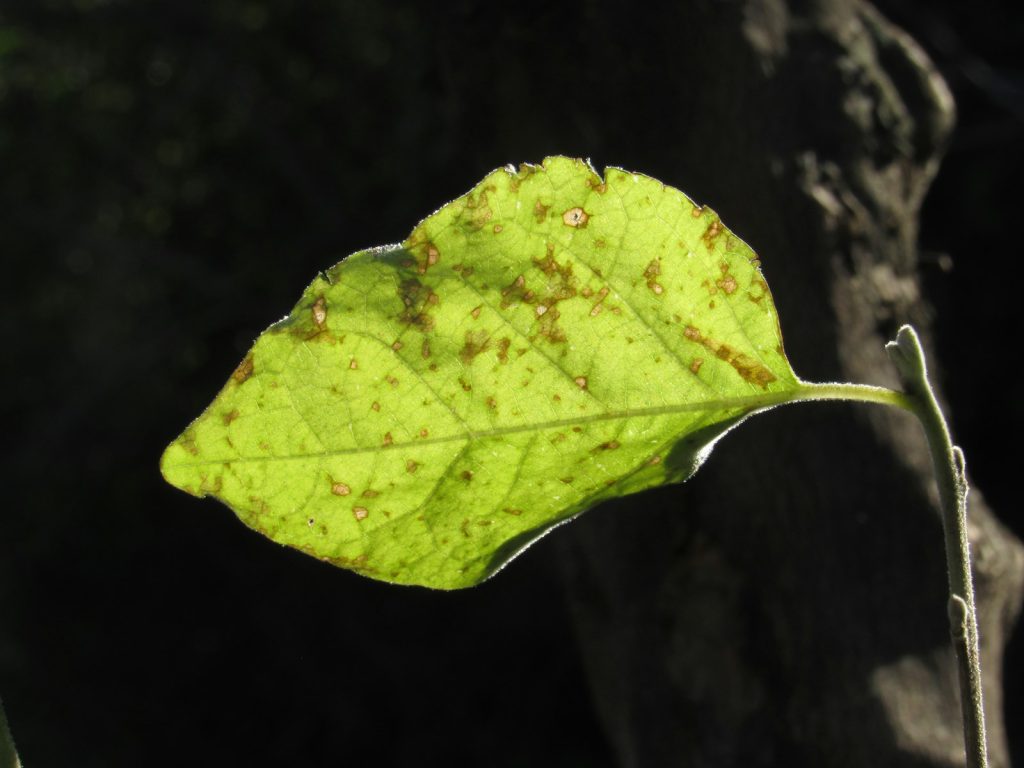 A green leaf with brown spots on it